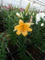 [3505 PO24 Terrasol No01.JPG]